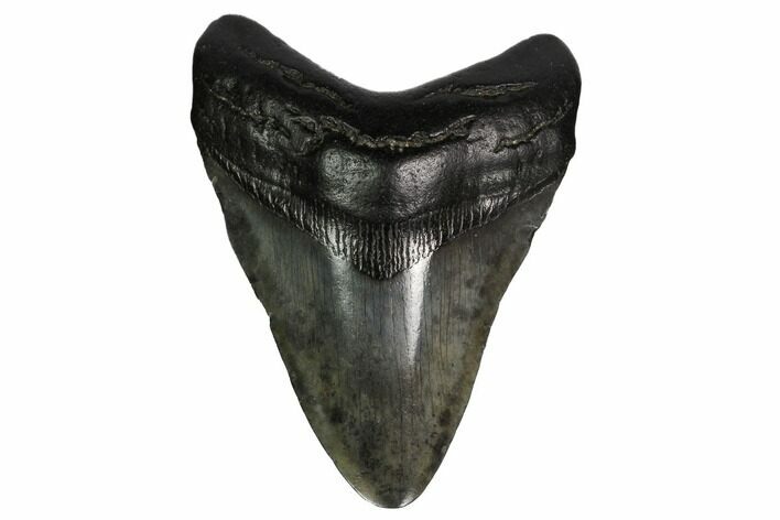 Fossil Megalodon Tooth - South Carolina #164969